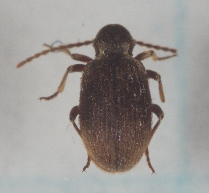 Tectoptinus