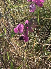 Bombus californicus
