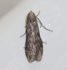 Aphomia terrenella