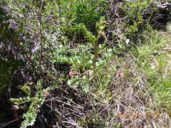 Hosackia crassifolia crassifolia