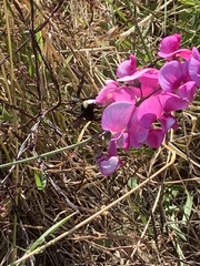 Bombus californicus