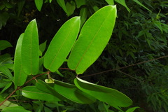 Cryptolepis sinensis