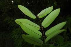 Cryptolepis sinensis