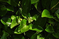 Parsonsia alboflavescens