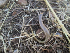 Chalcides ocellatus