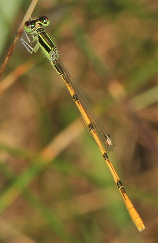 Citrine Forktail