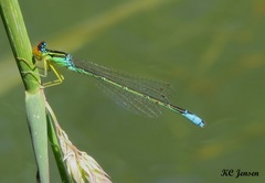Enallagma antennatum