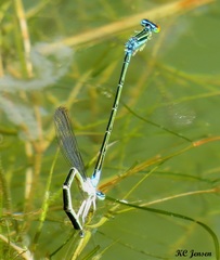 Enallagma antennatum