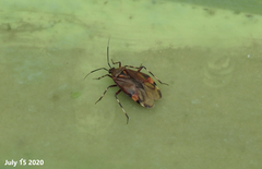 Deraeocoris brachialis