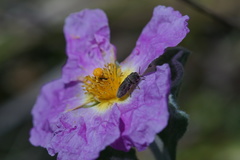 Acmaeoderella