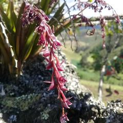 Epidendrum coryophorum