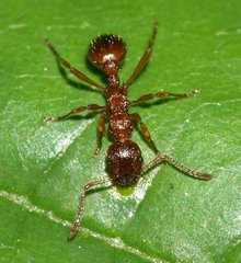 Myrmica
