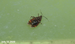 Deraeocoris brachialis