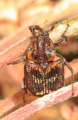Valgus canaliculatus