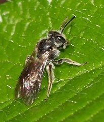 Andrena
