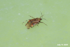 Deraeocoris brachialis