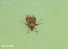 Deraeocoris brachialis