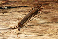 Lithobius peregrinus