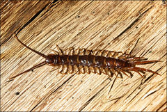 Lithobius peregrinus