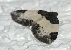 Mesoleuca albicillata