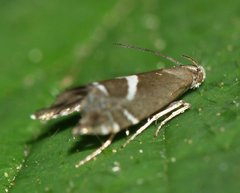 Glyphipterix simpliciella
