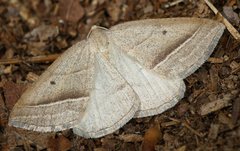 Petrophora chlorosata