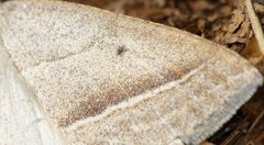 Petrophora chlorosata