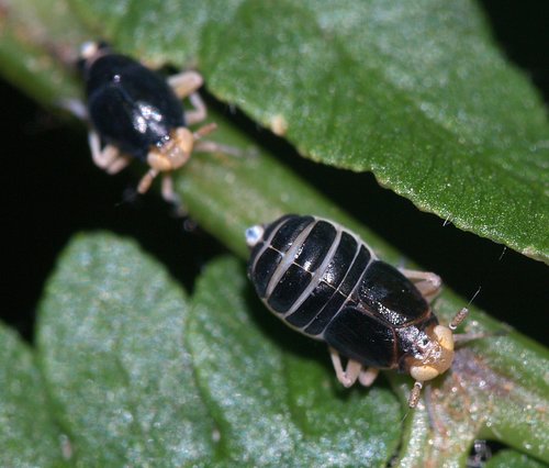 Bracken Planthopper