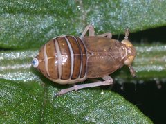 Ditropis pteridis