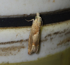 Eucosma conterminana