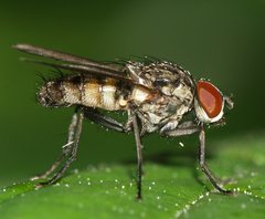 Muscidae