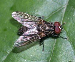Muscidae