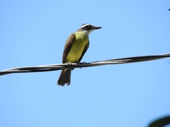 Pitangus sulphuratus