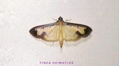 Eulepte