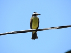 Pitangus sulphuratus