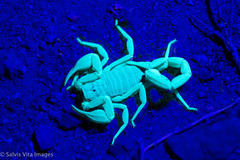 Smeringurus vachoni