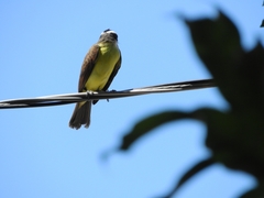 Pitangus sulphuratus