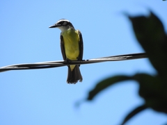 Pitangus sulphuratus