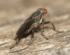 Pherbellia annulipes