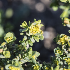 Pimelea serpyllifolia serpyllifolia