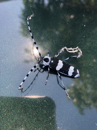 Banded Alder Borer
