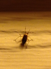 Adelphocoris rapidus