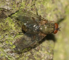 Muscidae
