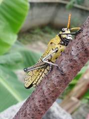 Taeniopoda varipennis