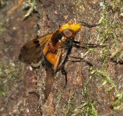 Volucella inflata