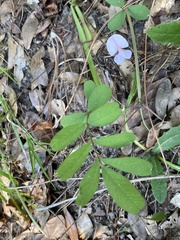 Tephrosia spicata