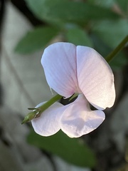 Tephrosia spicata