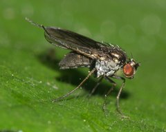 Dolichopodidae