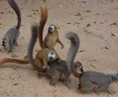 Red-Fronted Brown Lemur photo 3