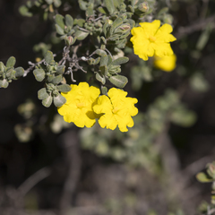 Hibbertia cinerea